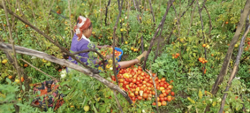 Culture de tomates, ALDIV Luhihi