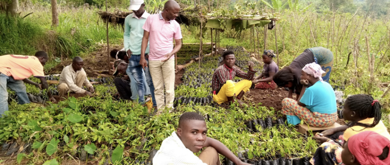Pépinière agroforestière ALDIV, nature à Kabare