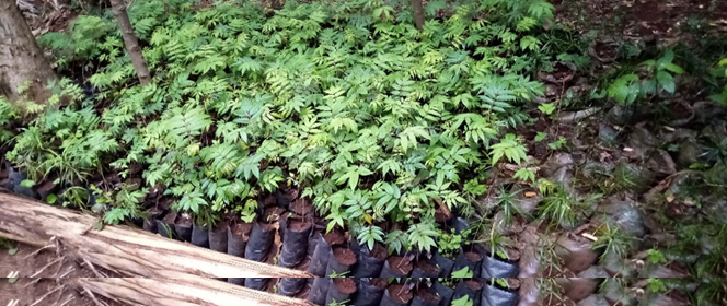 Plantules prêtes pour repiquage, ALDIV Kabare